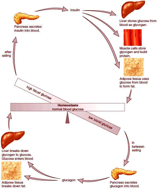 Pancreas. Pancreas Anatomy and Function. Pancreatic Diseases